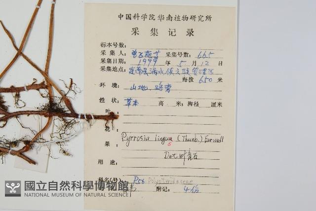 石葦藏品圖，第2張