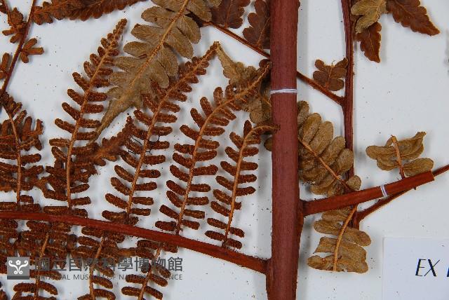 登錄號:P009859藏品圖，第6張