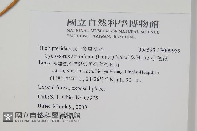 小毛蕨藏品圖，第2張