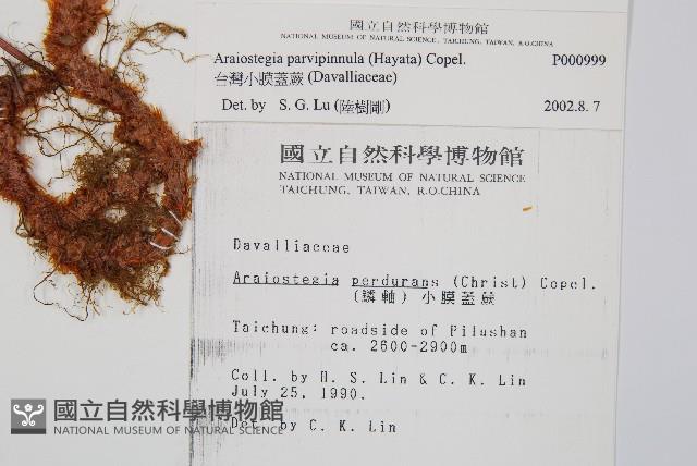 台灣小膜蓋蕨藏品圖，第2張