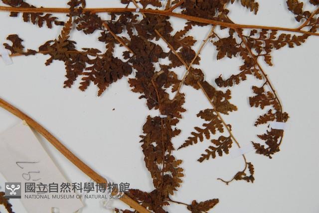 華南鱗蓋蕨藏品圖，第3張