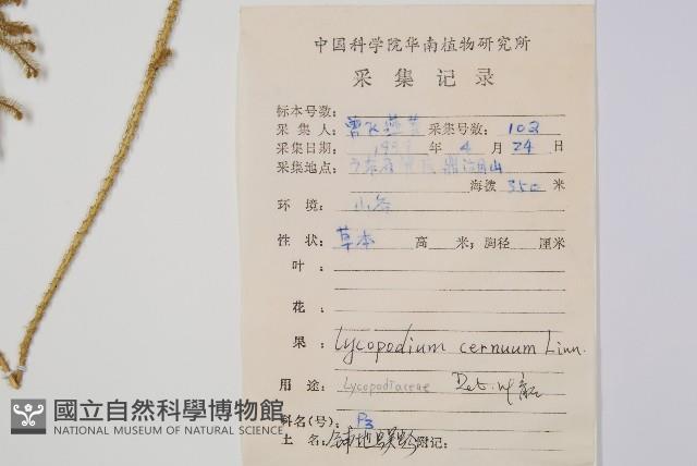 過山龍藏品圖，第2張