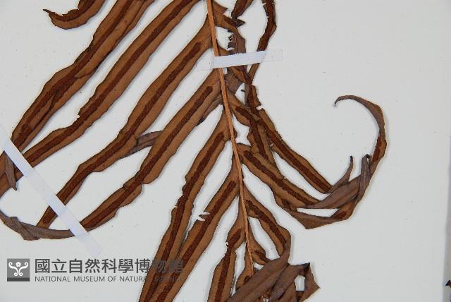 烏毛蕨藏品圖，第3張