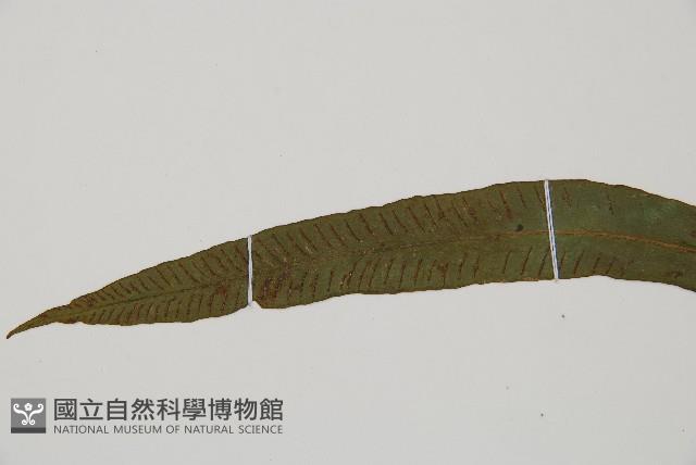單葉雙蓋蕨藏品圖，第3張