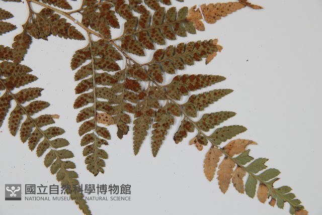 小葉複葉耳蕨藏品圖，第3張