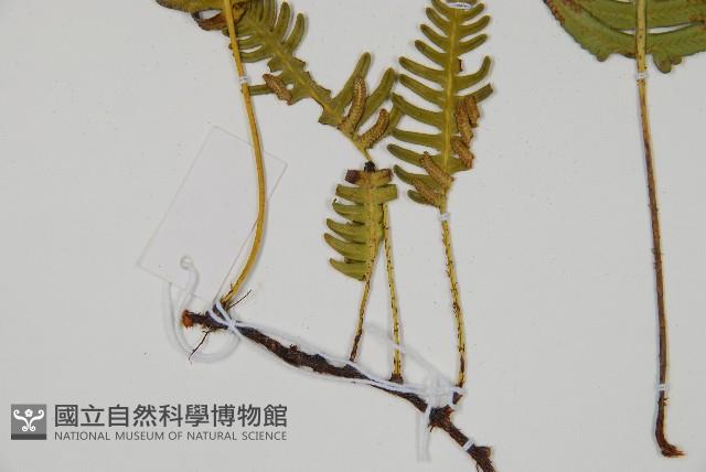 馬來陰石蕨藏品圖，第6張