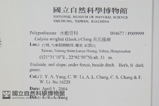 萊氏線蕨藏品圖，第2張