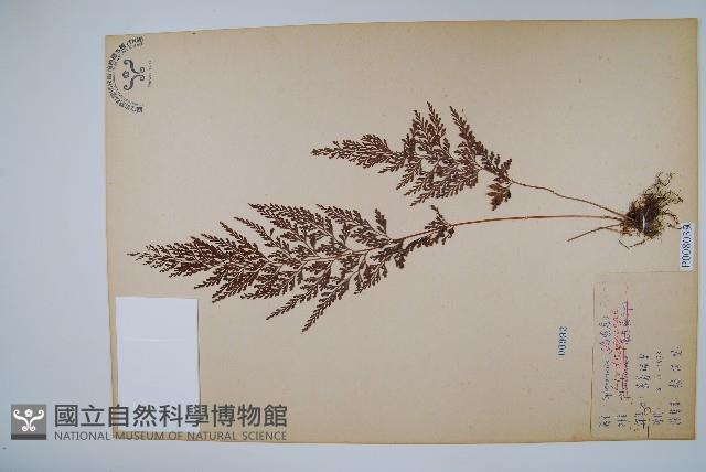 烏蕨藏品圖，第3張