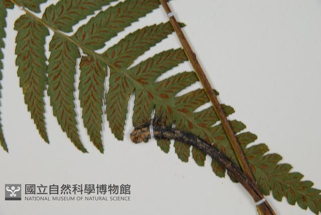 深山雙蓋蕨藏品圖，第3張