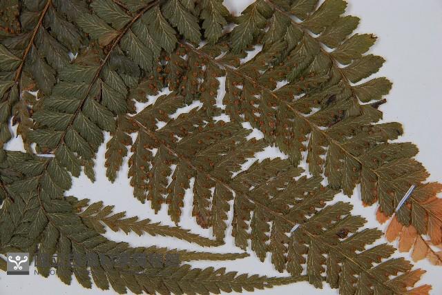 粗毛鱗蓋蕨藏品圖，第6張