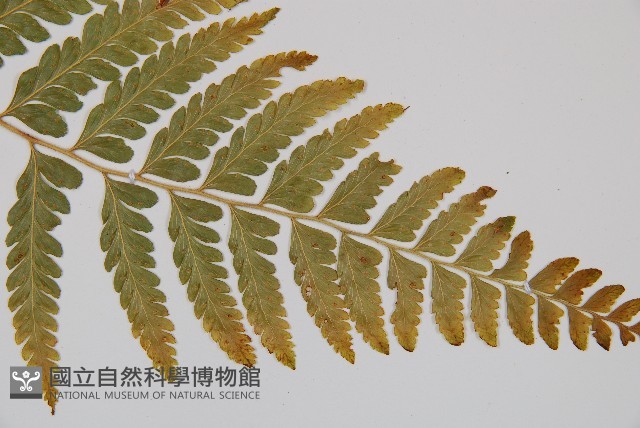 粗毛鱗蓋蕨藏品圖，第3張