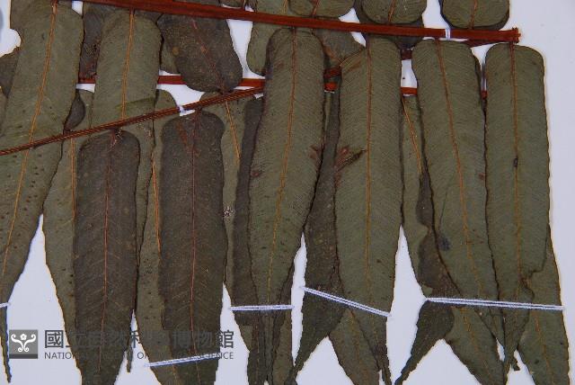 鬼桫欏藏品圖，第3張