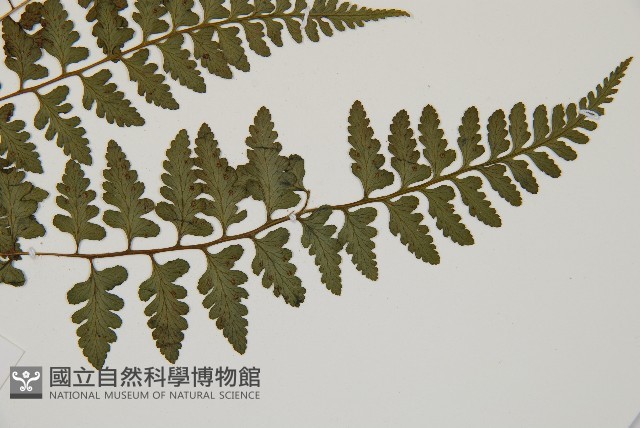 宿蹄蓋蕨藏品圖，第3張