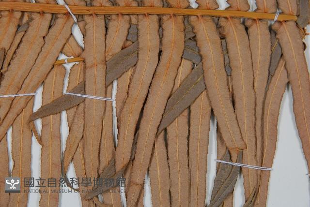 蘇鐵蕨藏品圖，第3張