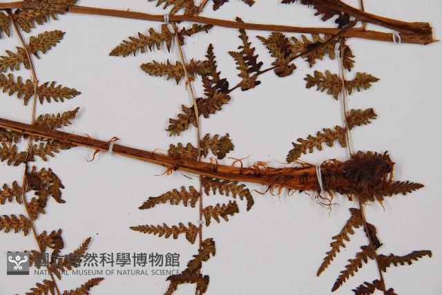 對生蹄蓋蕨藏品圖，第3張