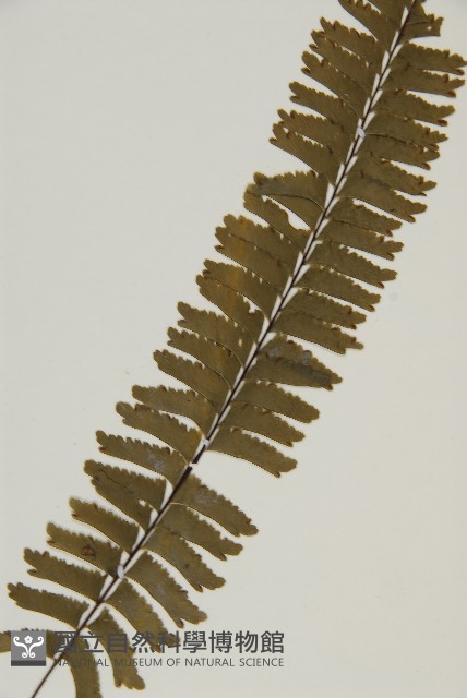 薄葉孔雀鐵角蕨、邊孢鐵角蕨藏品圖，第3張
