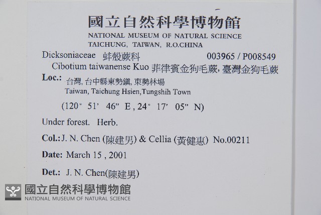 臺灣金狗毛蕨藏品圖，第2張