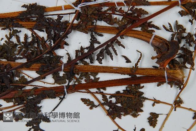 華南鱗蓋蕨藏品圖，第6張