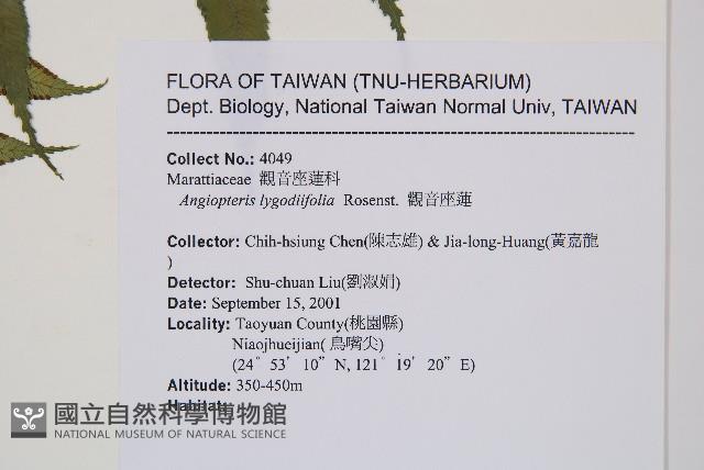 Vessel fern Collection Image, Figure 2, Total 2 Figures