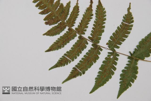 東洋蹄蓋蕨藏品圖，第3張