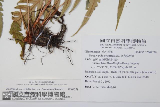 臺灣狗脊蕨藏品圖，第2張