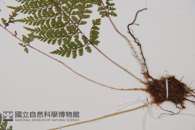 三回蹄蓋蕨藏品圖，第3張