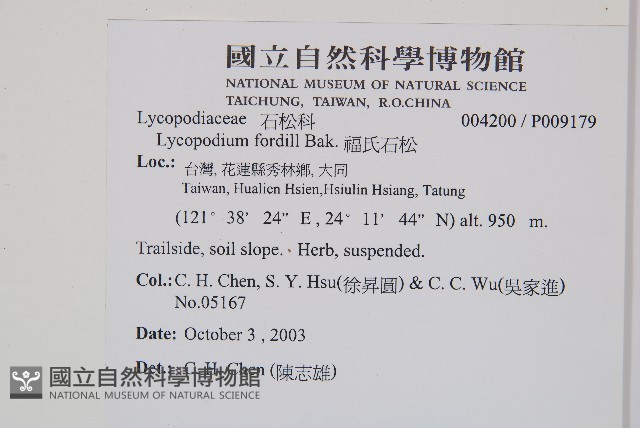 福氏石松藏品圖，第2張