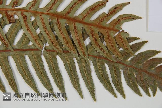 生芽狗脊蕨、頂芽狗脊蕨藏品圖，第3張