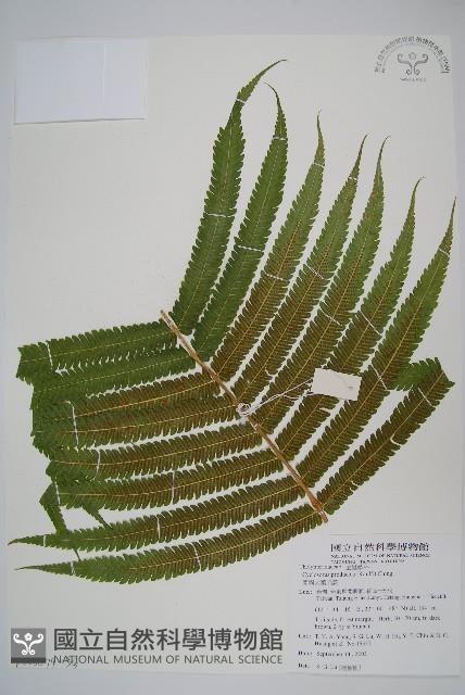 蘭嶼大葉毛蕨藏品圖，第3張