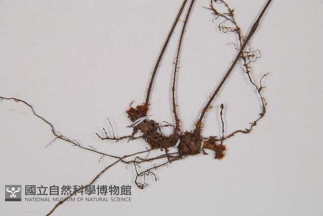 假蹄蓋蕨、東洋蹄蓋蕨藏品圖，第3張