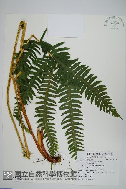 瓦氏鳳尾蕨藏品圖，第3張
