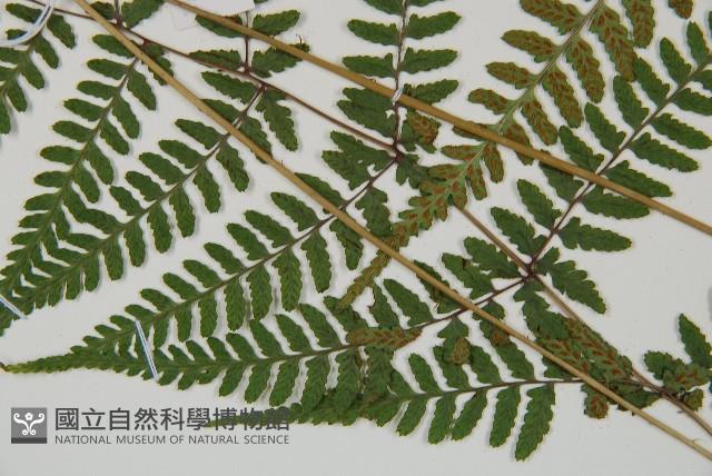 阿里山蹄蓋蕨藏品圖，第3張