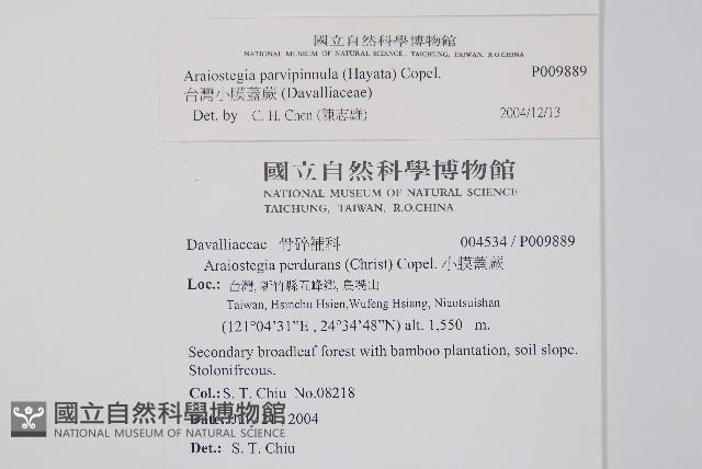 台灣小膜蓋蕨藏品圖，第2張