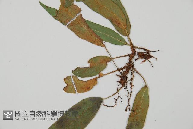 單葉雙蓋蕨藏品圖，第3張