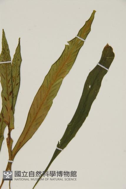 劍葉鐵角蕨、箭葉鐵角蕨藏品圖，第3張