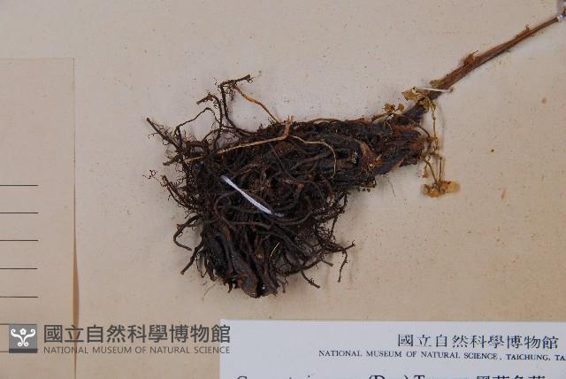 黑葉貞蕨藏品圖，第3張