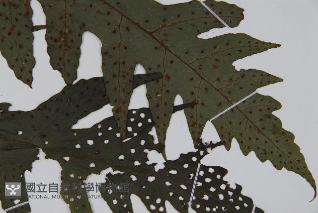 雲南三叉蕨藏品圖，第3張