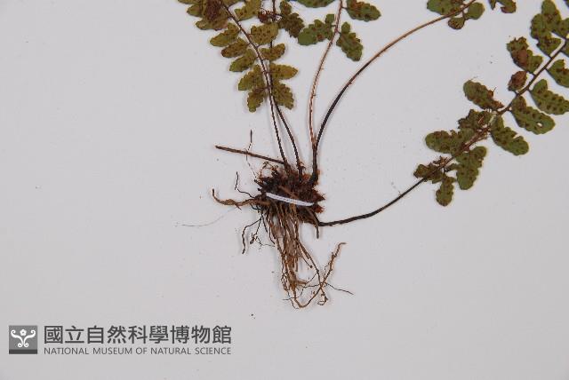 紅苞蹄蓋蕨藏品圖，第3張