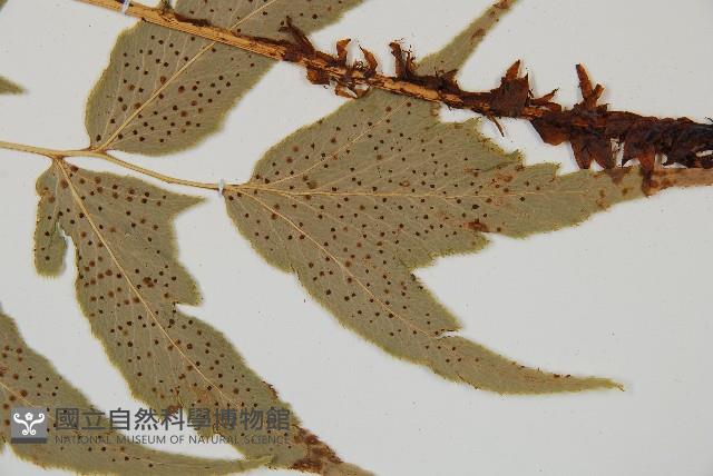 細齒貫眾蕨藏品圖，第3張