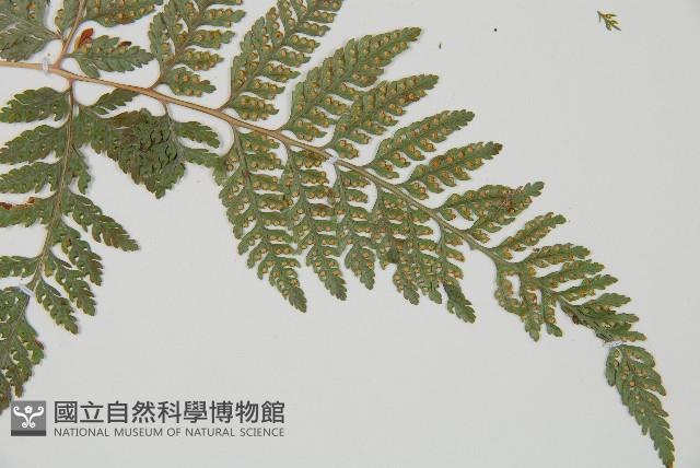 杯狀蓋陰石蕨藏品圖，第3張