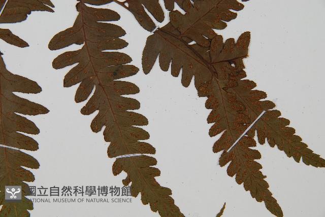 臺灣雙蓋蕨藏品圖，第3張