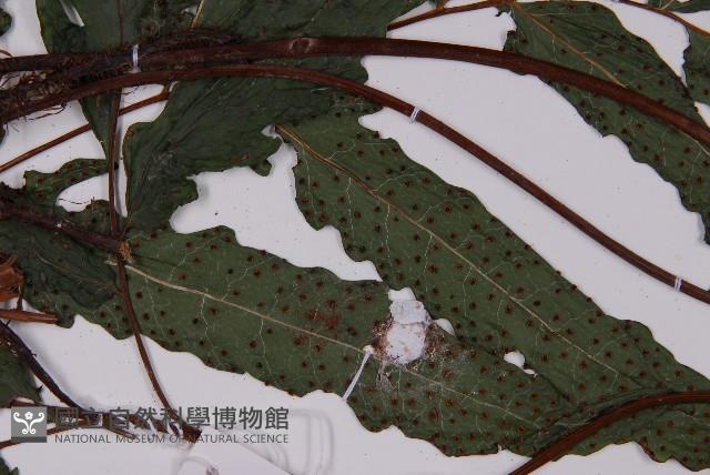 蛇脈三叉蕨藏品圖，第6張