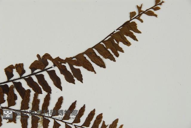 毛軸鐵角蕨藏品圖，第3張