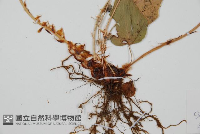 披針貫眾蕨藏品圖，第3張