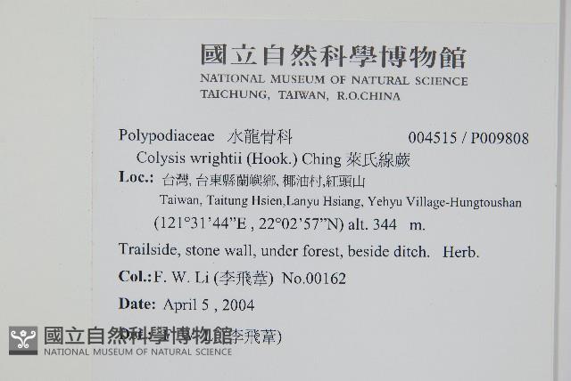 萊氏線蕨藏品圖，第2張