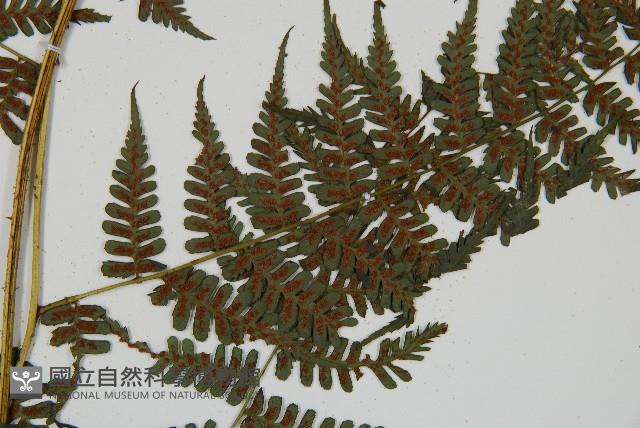 川上氏雙蓋蕨藏品圖，第6張