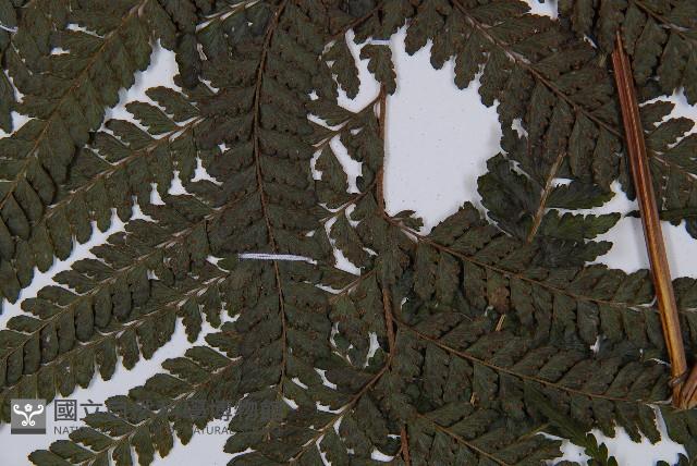 粗毛鱗蓋蕨藏品圖，第3張