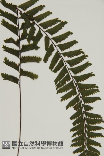 薄葉孔雀鐵角蕨、邊孢鐵角蕨藏品圖，第3張