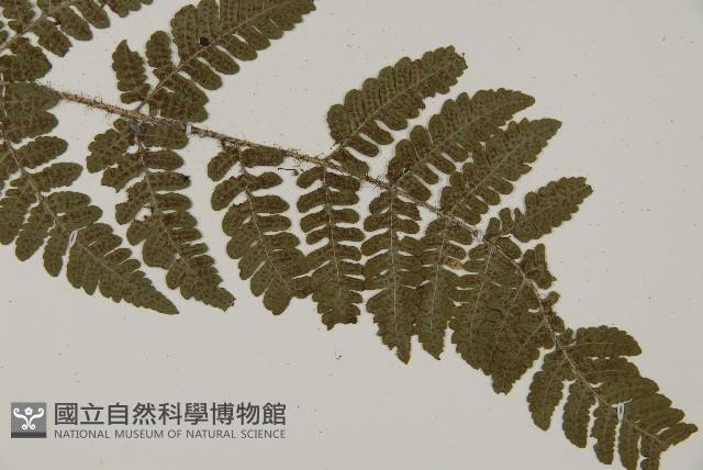 愛德氏肋毛蕨藏品圖，第3張