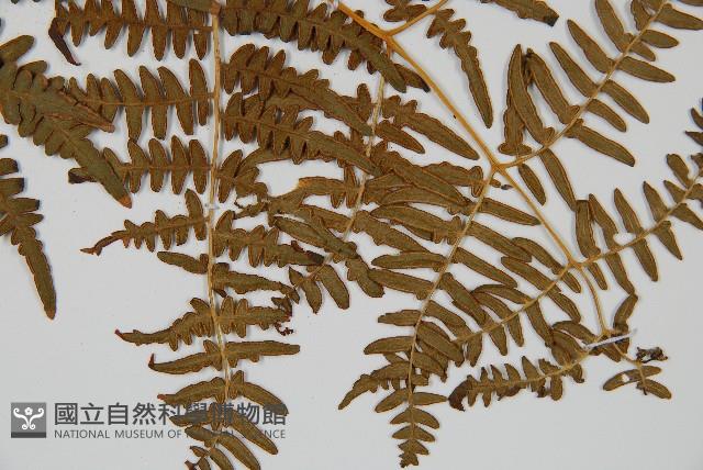 蕨藏品圖，第3張